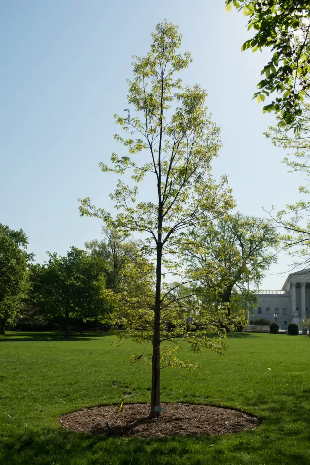The Charter Oak tree on U.S. Capitol Grounds in spring.