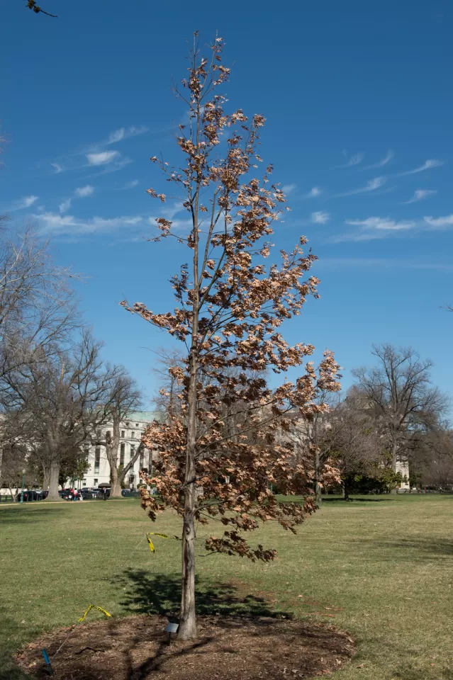 The Charter Oak tree on U.S. Capitol Grounds in winter.