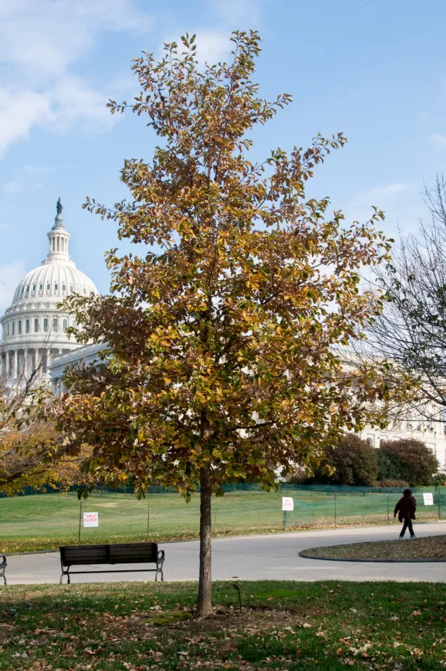 The September 11 Anniversary Tree in fall.