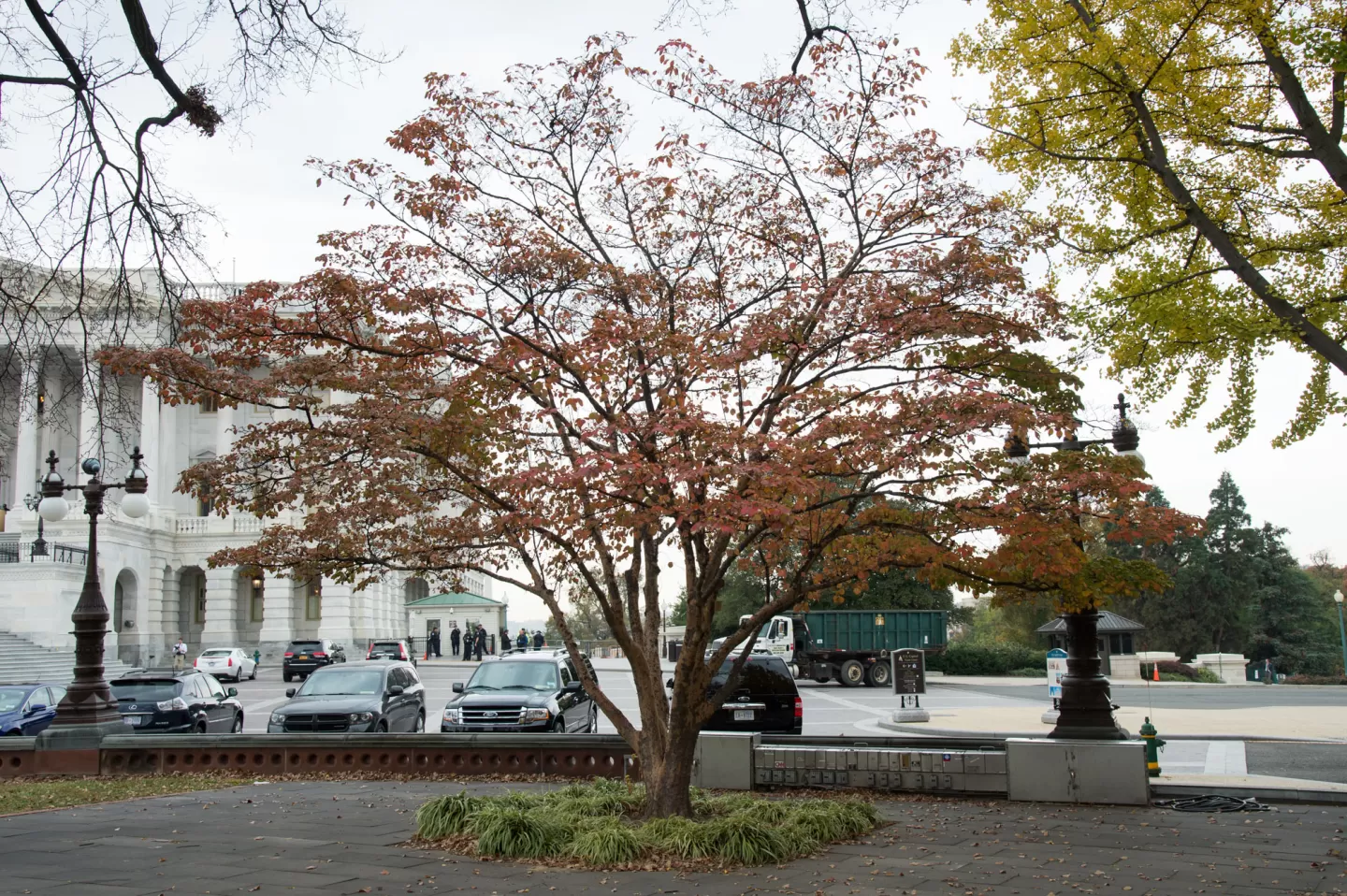 The Lady Bird Johnson tree on the U.S. Capitol Grounds in fall.