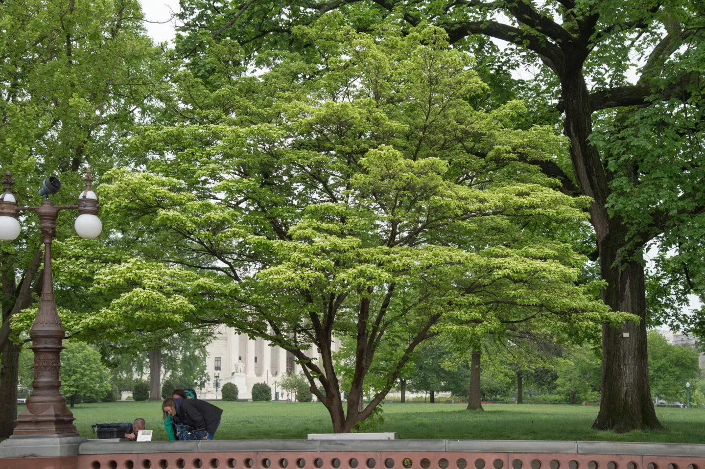 The Lady Bird Johnson tree on the U.S. Capitol Grounds in spring.