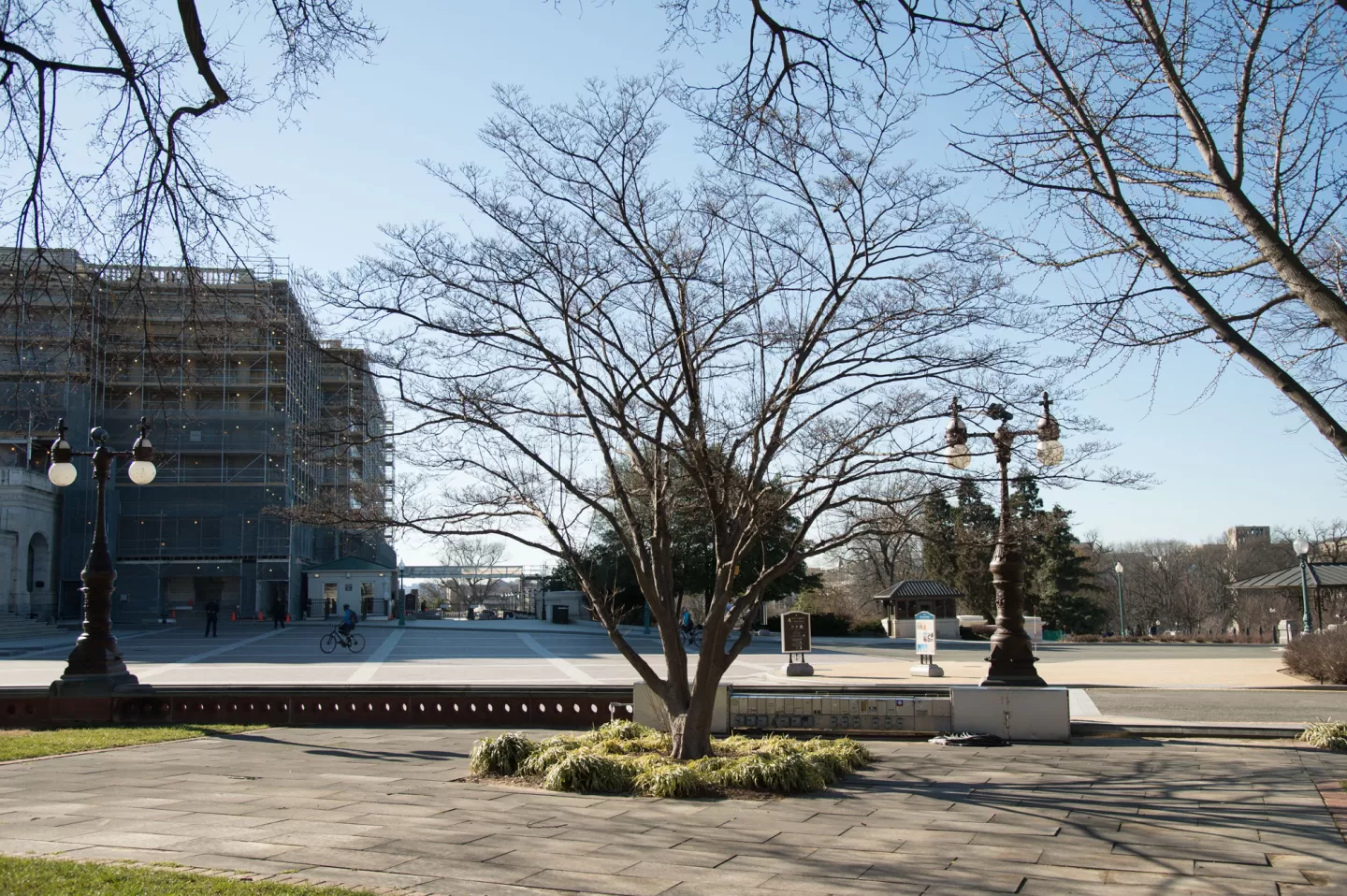 The Lady Bird Johnson tree on the U.S. Capitol Grounds in winter.
