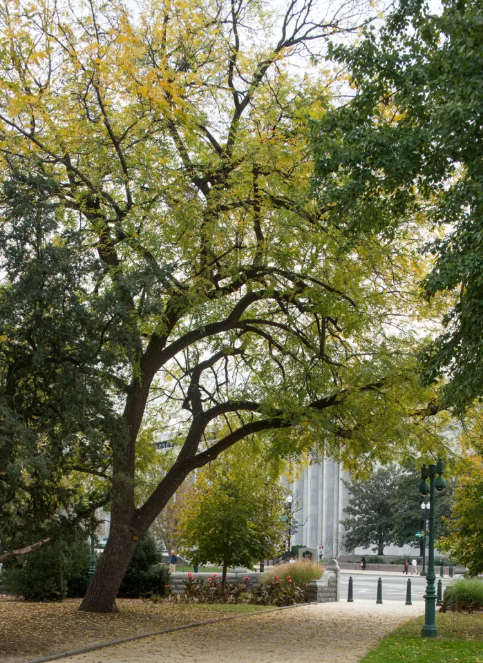 The Arbor Day Founder tree on U.S. Capitol Grounds in fall.