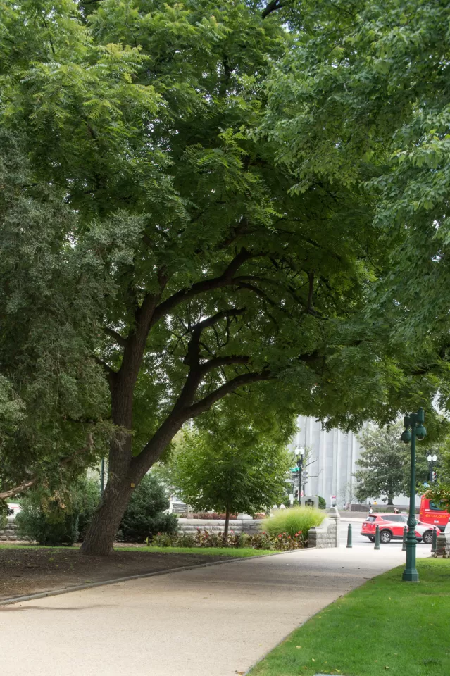 The Arbor Day Founder tree on U.S. Capitol Grounds in summer.