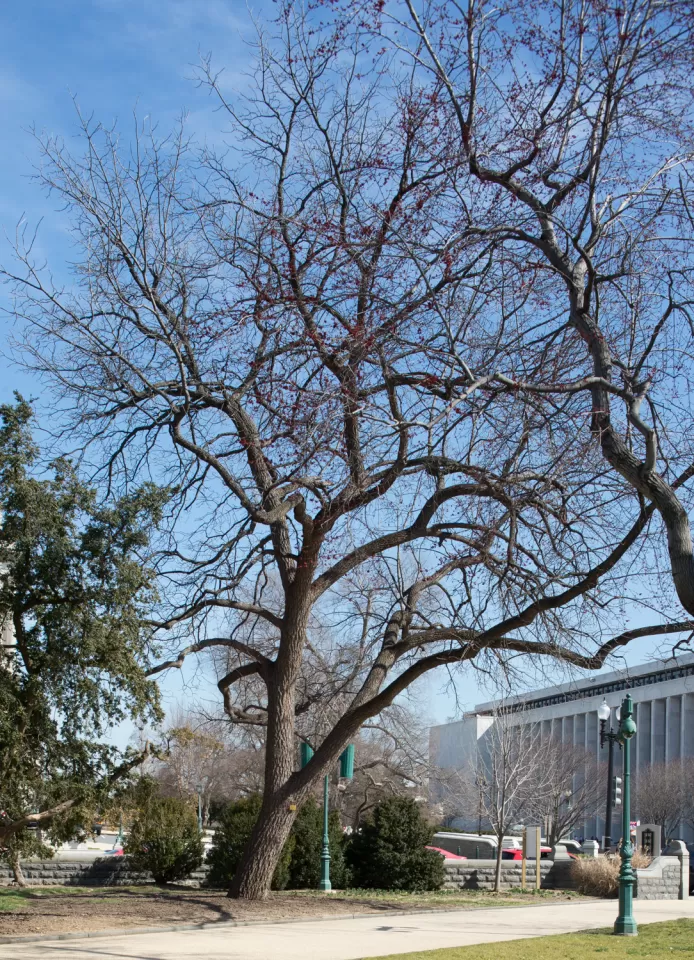 The Arbor Day Founder tree on U.S. Capitol Grounds in winter.