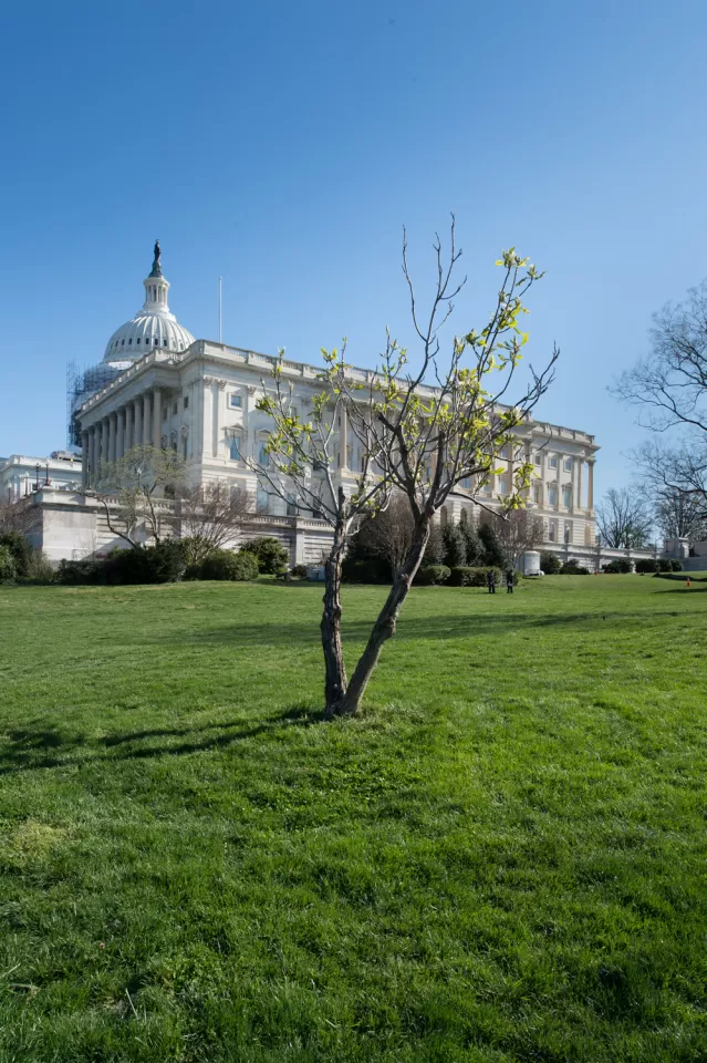 The Wangari Maathai tree on U.S. Capitol Grounds in spring.