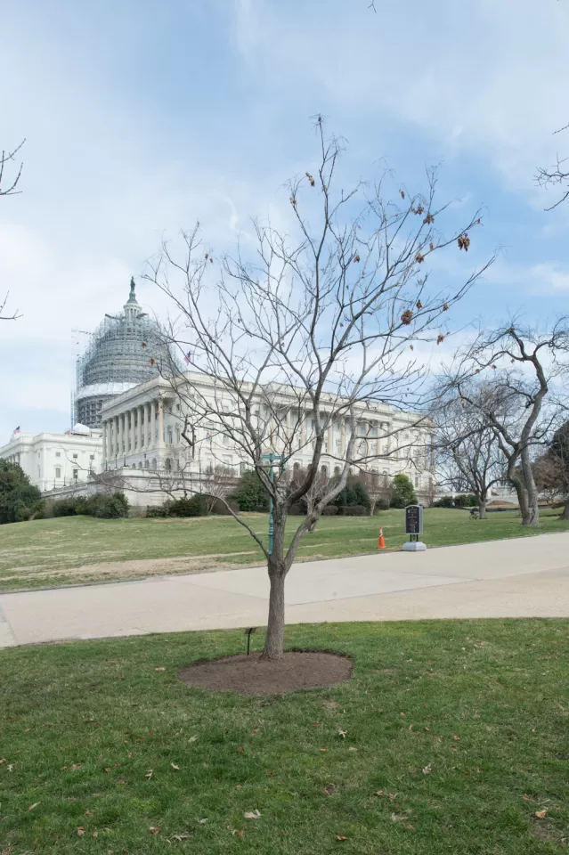 The Wangari Maathai tree on U.S. Capitol Grounds in winter.