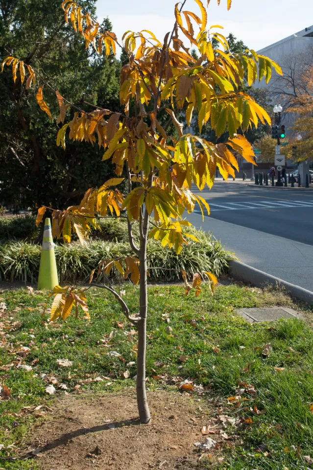 Representative Jack Murtha Tree in fall.