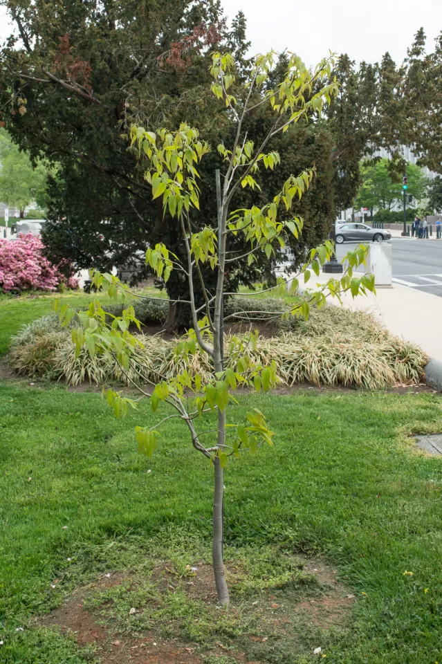 Representative Jack Murtha Tree in spring.