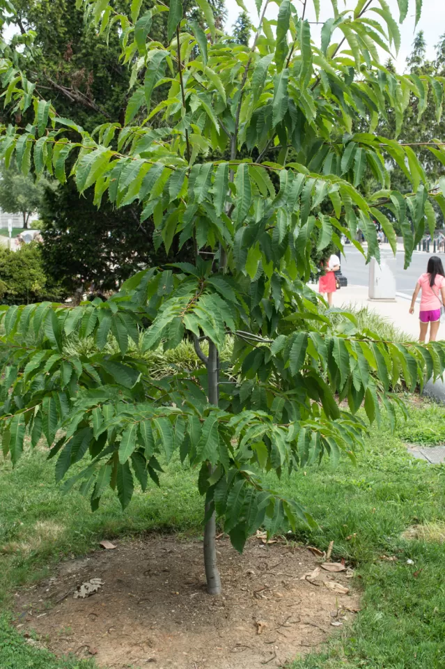 Representative Jack Murtha Tree in summer.