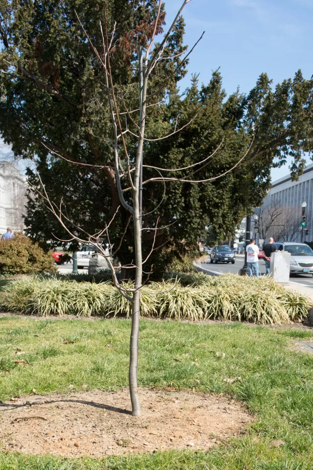 Representative Jack Murtha Tree in winter.