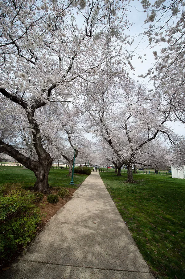 Cherry blossom trees in the Senate Park area of the U.S. Capitol grounds.
