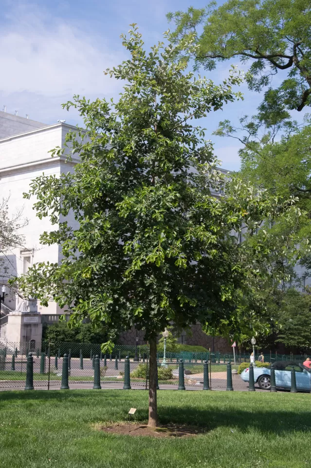 The September 11 Anniversary Tree in summer.