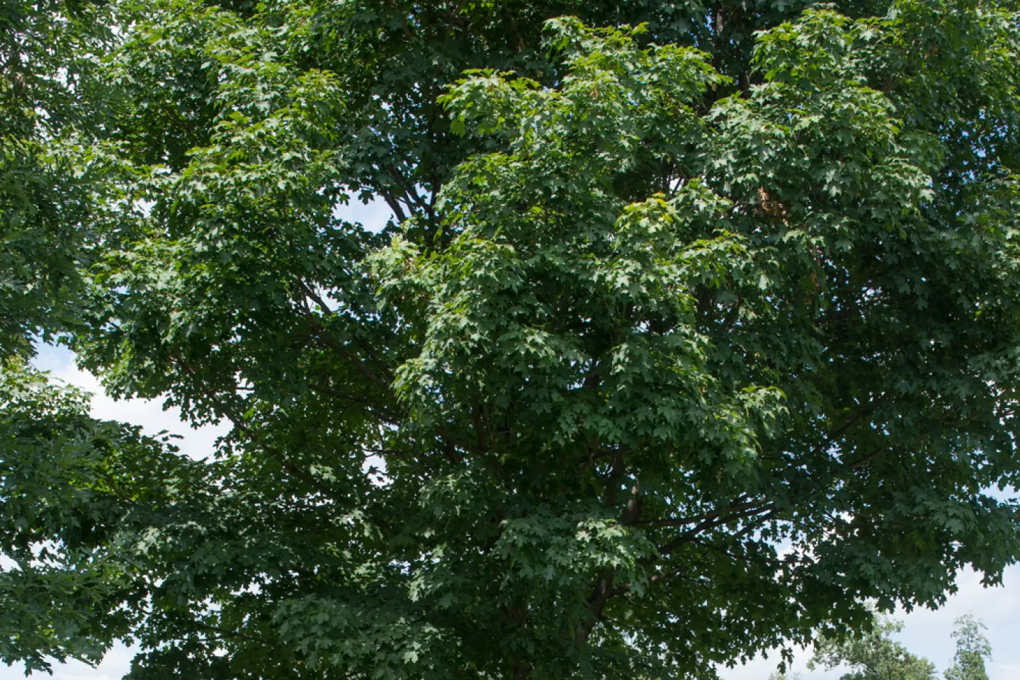 The Speaker Thomas Foley tree on the U.S. Capitol Grounds during summer.
