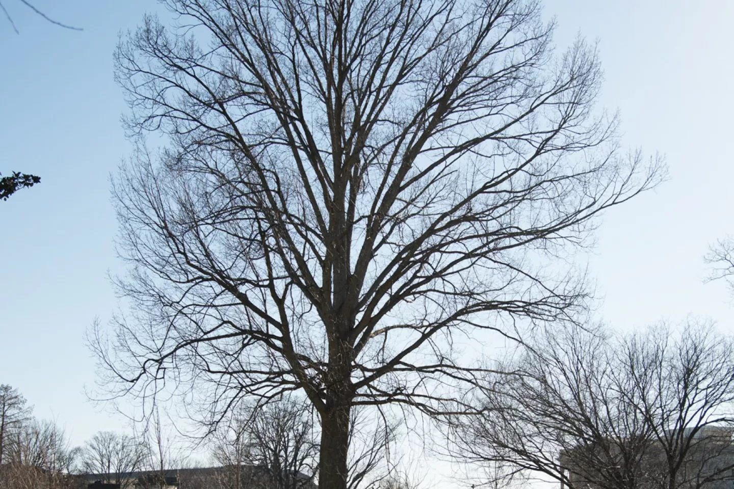 The Senator Thomas P. Gore tree on the U.S. Capitol Grounds during winter.