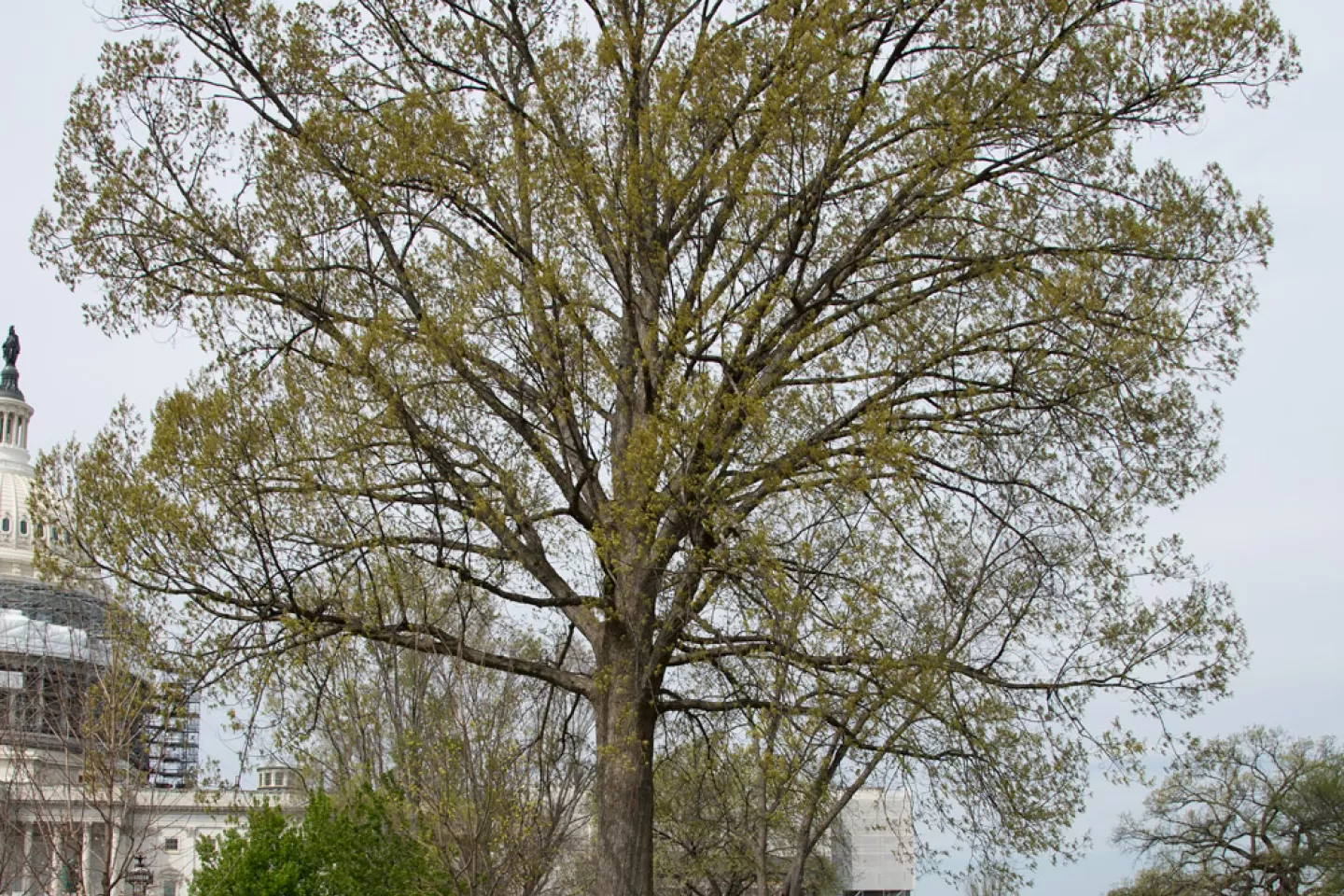 The Senator Thomas P. Gore tree on the U.S. Capitol Grounds during spring.