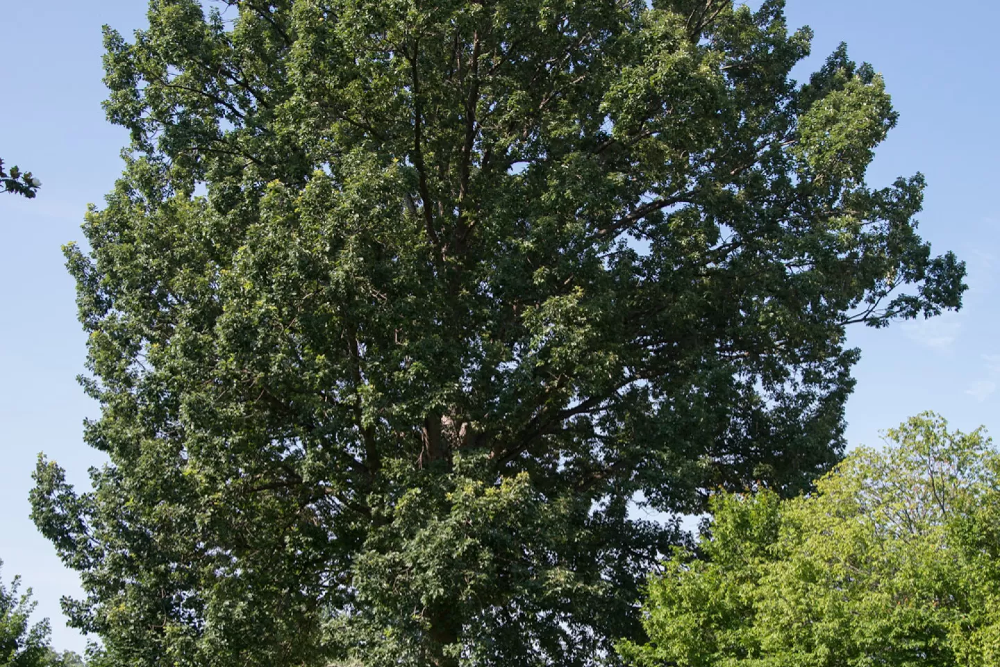 The Senator Thomas P. Gore tree on the U.S. Capitol Grounds during summer.