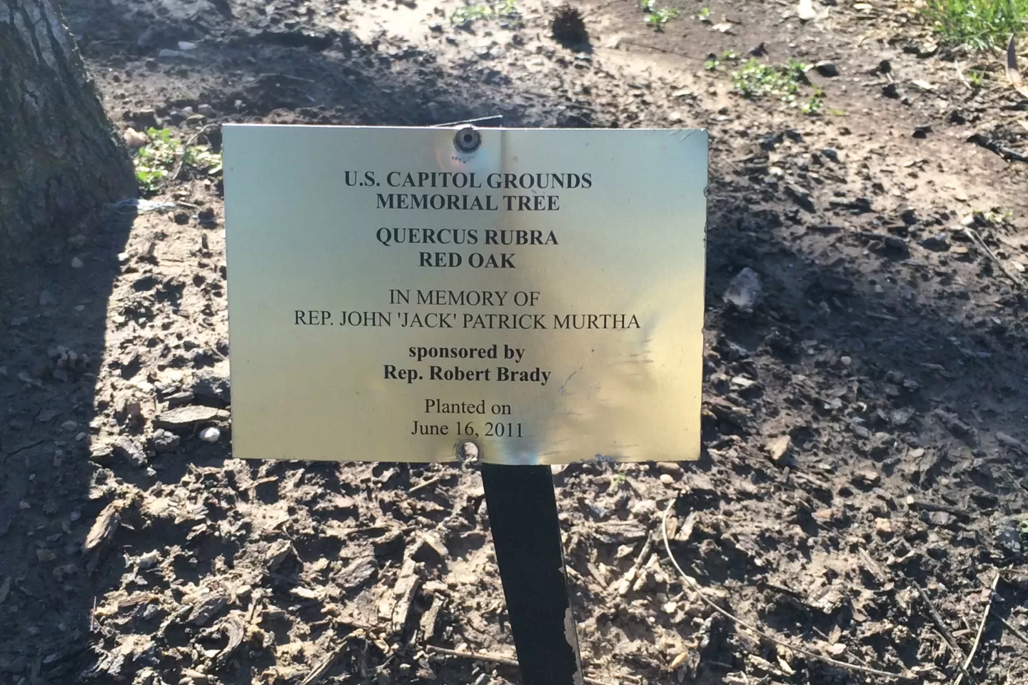 Plaque that reads: U.S. Capitol Grounds Memorial Tree  Quercus rubra (Red Oak)  In Memory of Rep. John ‘Jack’ Patrick Murtha  sponsored by Rep. Robert Brady  Planted on June 16, 2011