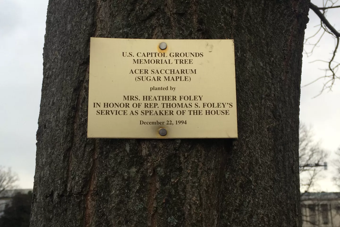 Plaque that reads: U.S. Capitol Grounds Memorial Tree  Acer saccharum (Sugar Maple)  planted by  Mrs. Heather Foley In Honor of Rep. Thomas S. Foley’s Service as Speaker of the House  December 22, 1994