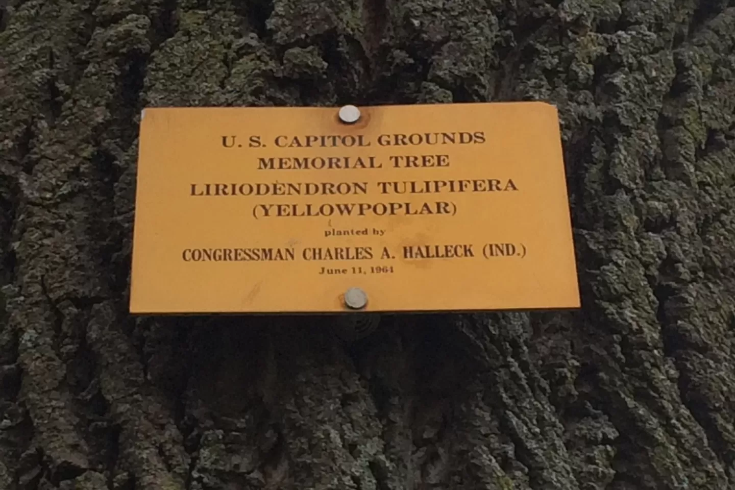 Plaque that reads: U.S. Capitol Grounds Memorial Tree  Liriodendron tulipifera (Yellow poplar)  planted by  Congressman Charles A. Halleck (Ind.)  June 11, 1961