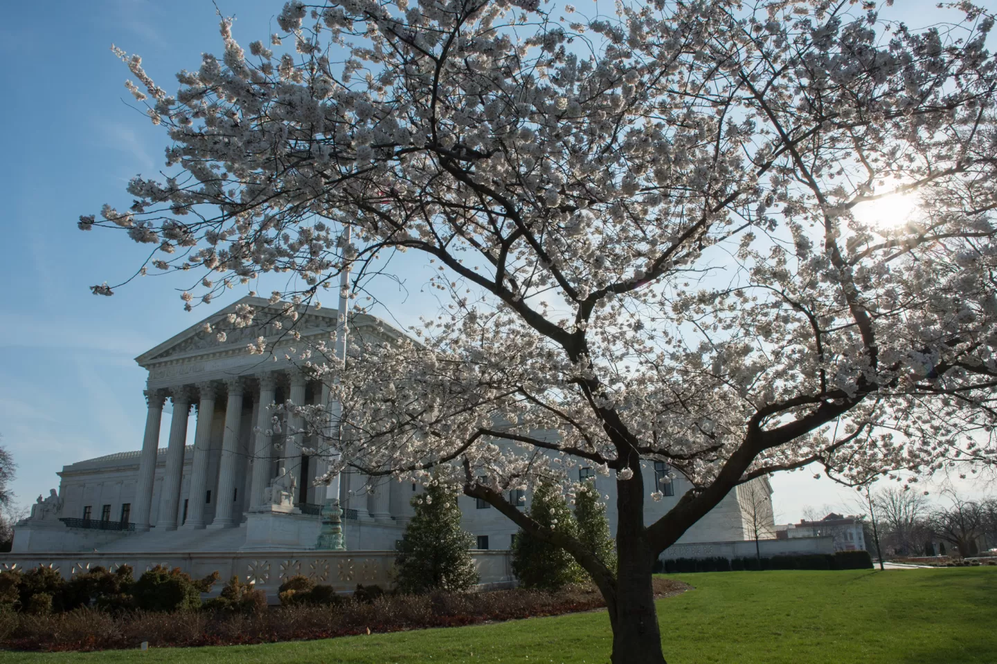 Cherry blossoms at the Supreme Court Building in Washington, D.C.