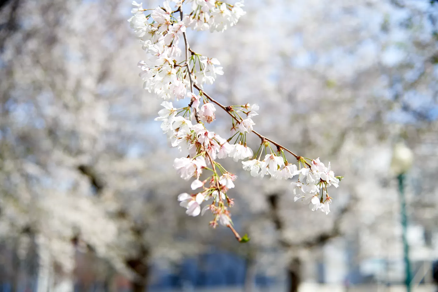 Up-close view of cherry blossoms near the U.S. Capitol.