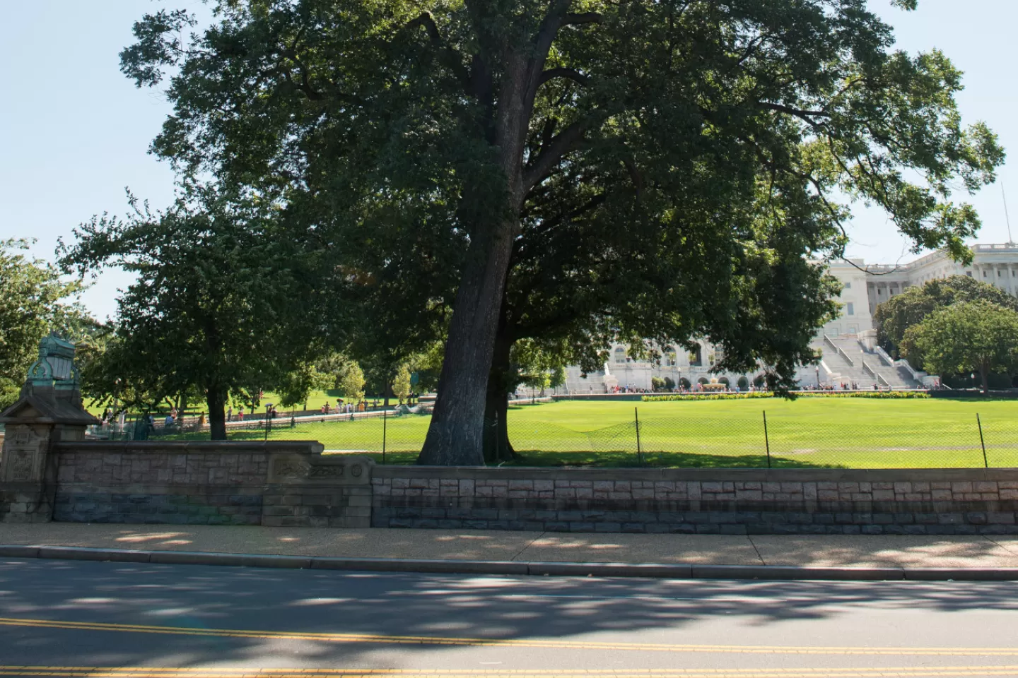 Tree in the sun.