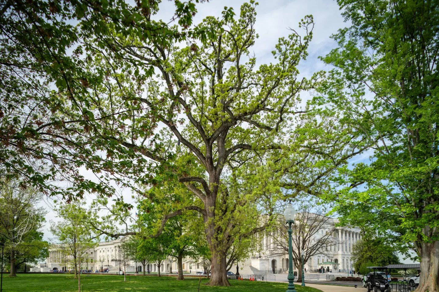 A tree on the U.S. Capitol campus.