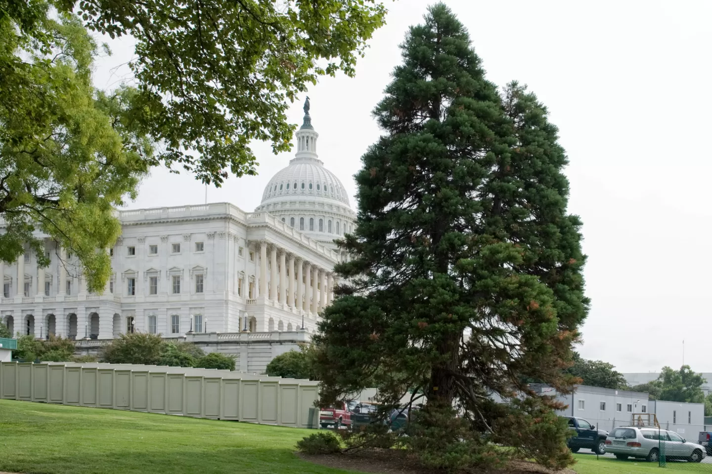 Giant Sequoia with the U.S. Capitol in the background.