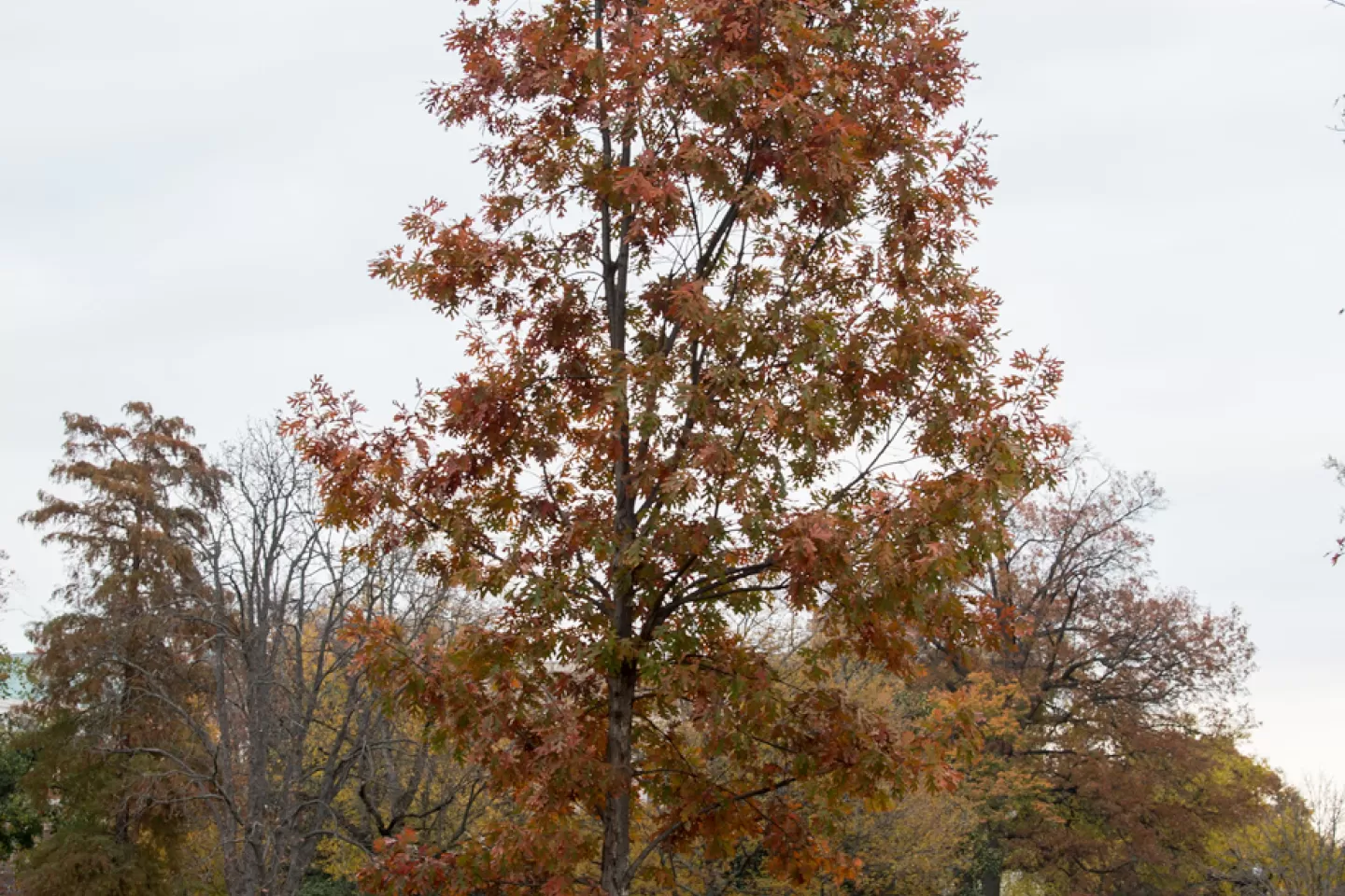 The Charter Oak tree on U.S. Capitol Grounds in fall.