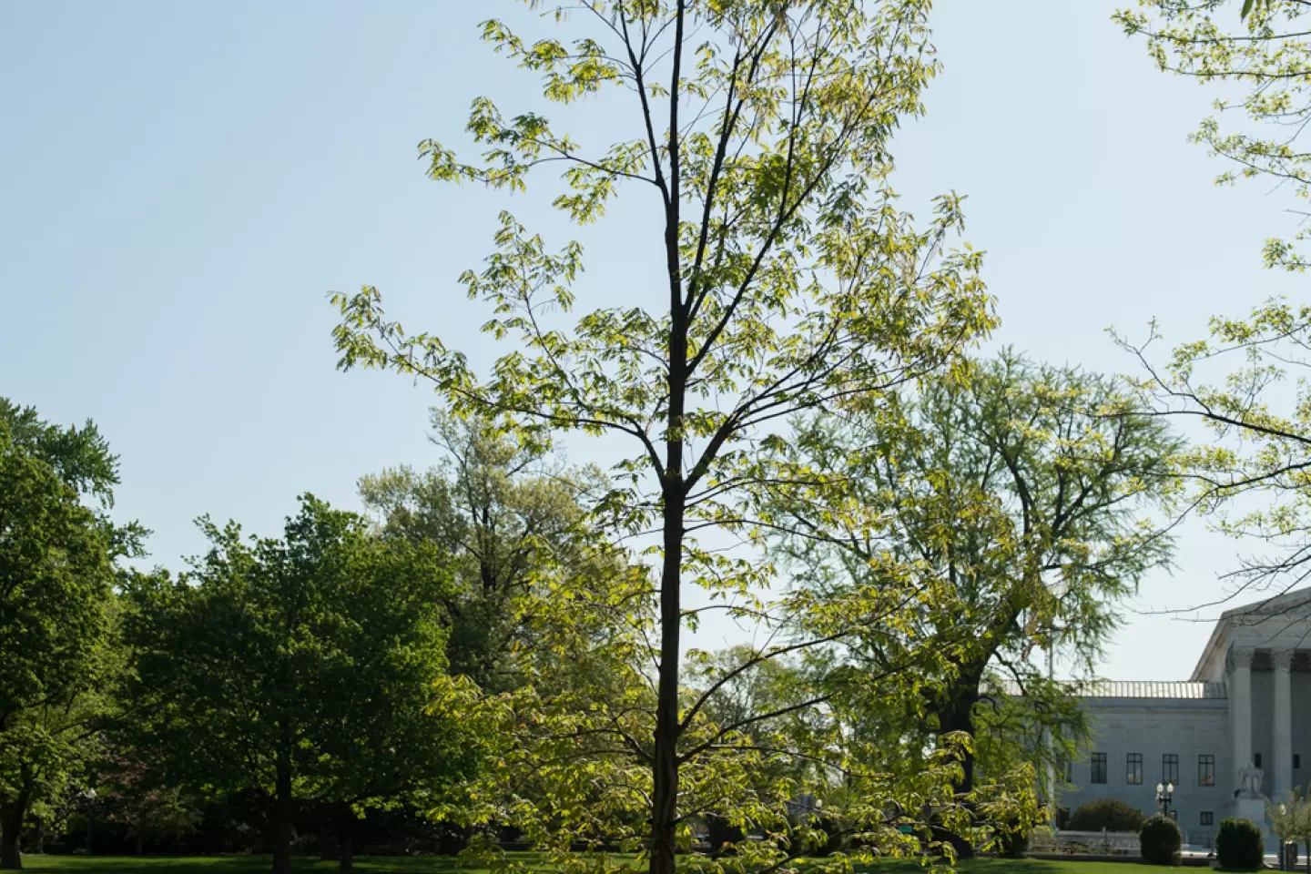 The Charter Oak tree on U.S. Capitol Grounds in spring.
