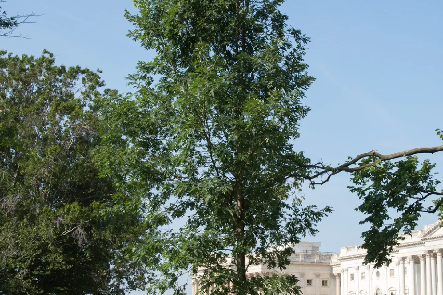 The Charter Oak tree on U.S. Capitol Grounds in summer.