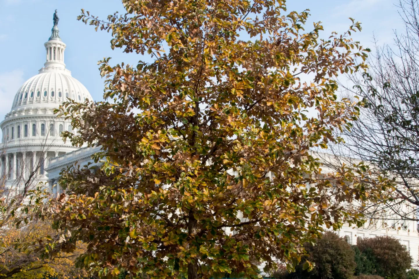 The September 11 Anniversary Tree in fall.