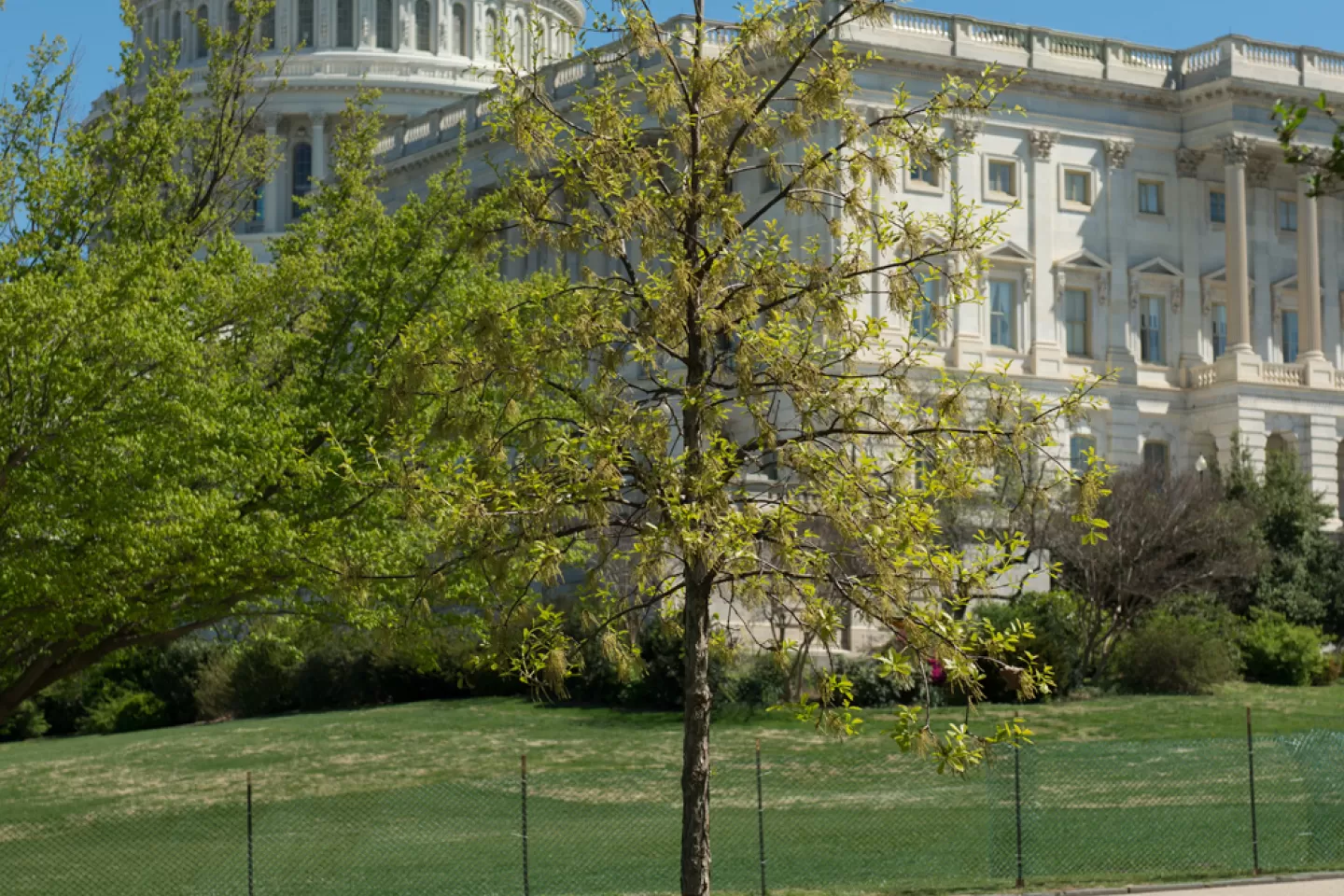 The September 11 Anniversary Tree in spring.