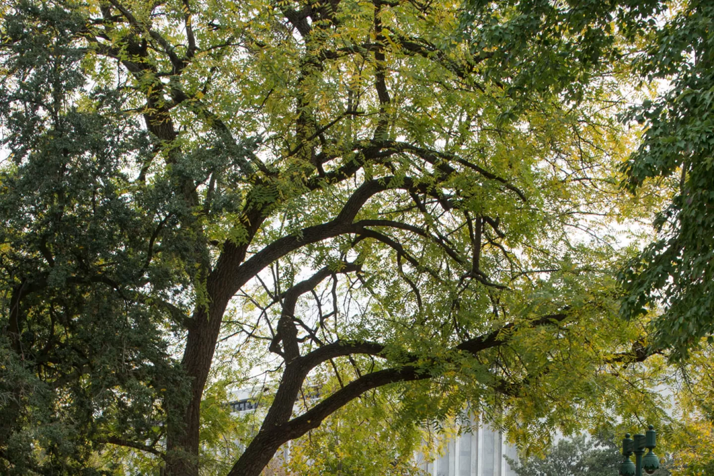 The Arbor Day Founder tree on U.S. Capitol Grounds in fall.