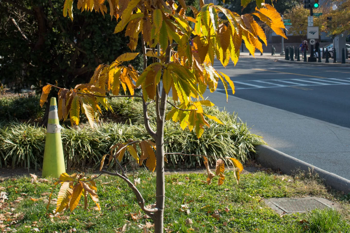 Representative Jack Murtha Tree in fall.