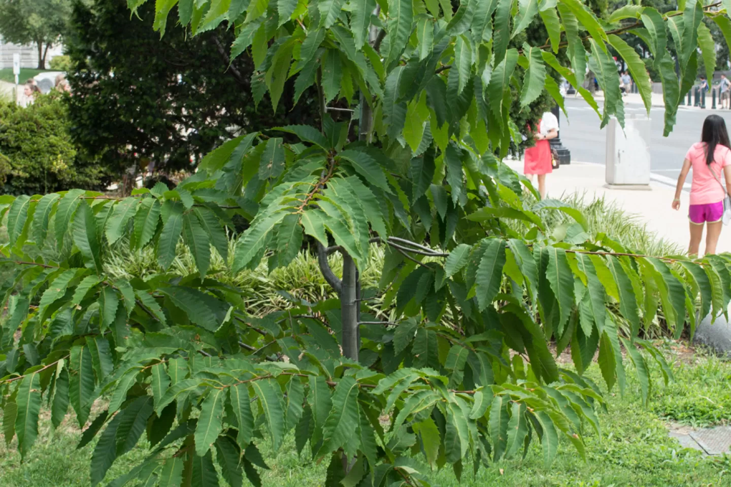 Representative Jack Murtha Tree in summer.
