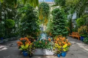 Plants in the U.S. Botanical Garden Conservatory