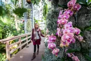 The 93-feet-tall Tropics house in the USBG Conservatory showcases tropical plants from around the world.