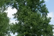 Tree for the state of Indiana on the U.S. Capitol Grounds during summer.