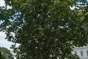 The Rep. Clarence Brown tree on the U.S. Capitol Grounds during summer.