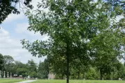 The Speaker Tip O'Neill tree on the U.S. Capitol Grounds during summer.