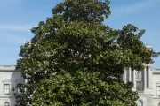 The Rep. Colmer tree on the U.S. Capitol Grounds during spring.