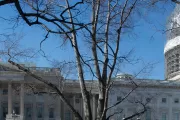 The Rep. Joseph Walsh tree on the U.S. Capitol Grounds during winter.