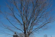 The Speaker Thomas Foley tree on the U.S. Capitol Grounds during winter.