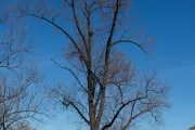 Tree for the state of Indiana on the U.S. Capitol Grounds during winter.