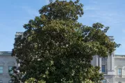 The Rep. Colmer tree on the U.S. Capitol Grounds during winter.