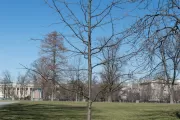 The Speaker Tip O'Neill tree on the U.S. Capitol Grounds during winter.