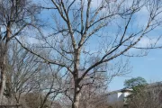 The Rep. Walter Capps tree on the U.S. Capitol Grounds during winter.