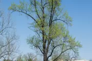 Tree for the state of Indiana on the U.S. Capitol Grounds during spring.